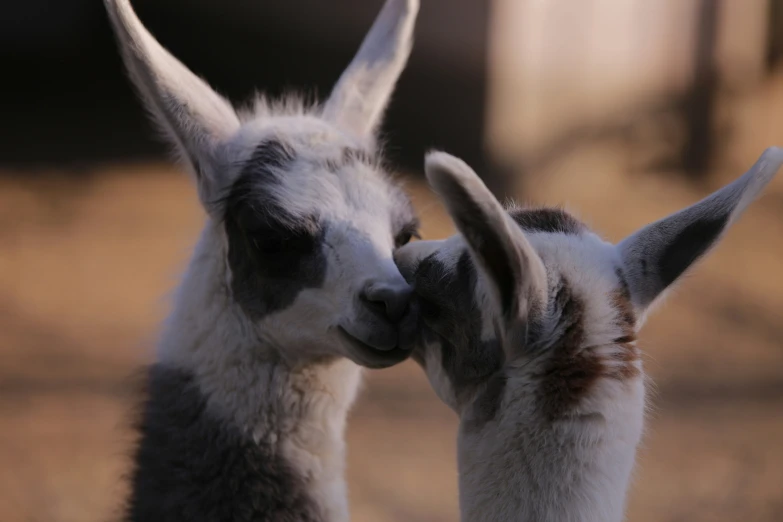 two llamas are rubbing noses together in an enclosure