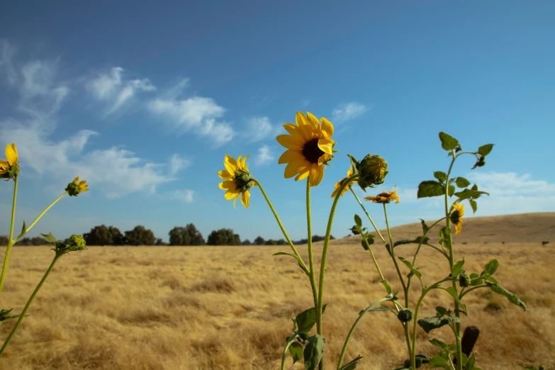 sunflowers in the middle of the open field