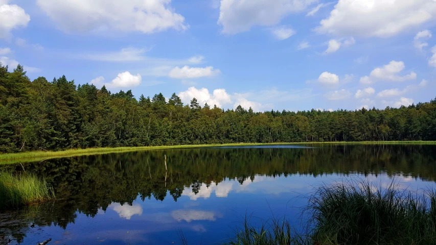 a small lake with some clear water surrounded by a forest