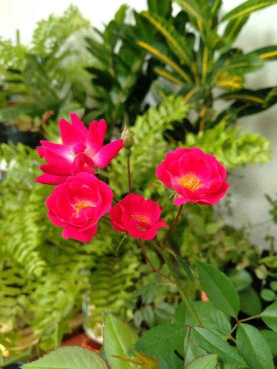 some flowers that are on some leaves