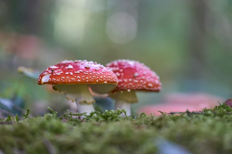two small mushrooms on the moss in the woods