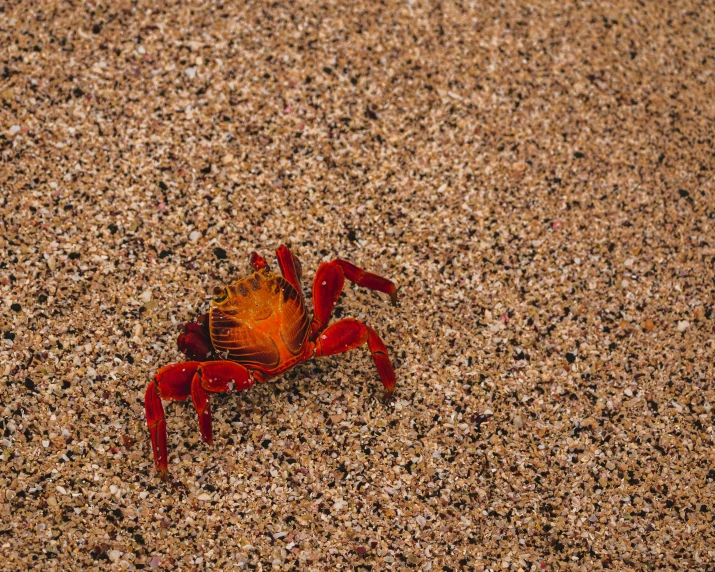 a scorpion crab is walking in the sand