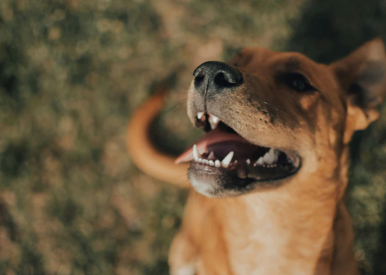 a brown dog with its mouth open wide open