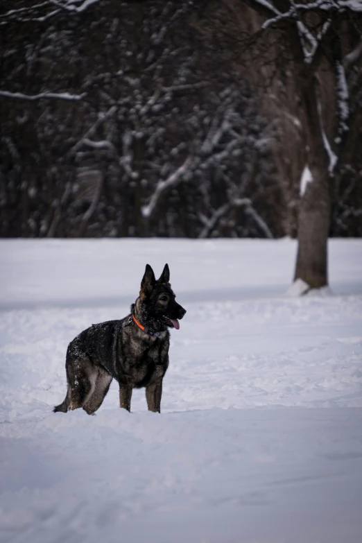 a black german shepard standing in a field covered with snow