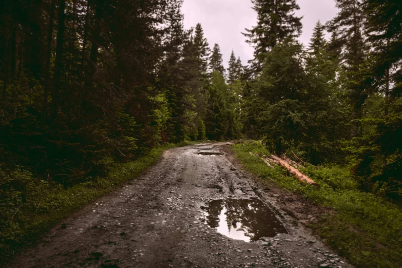 muddy dirt road near large, evergreen forest