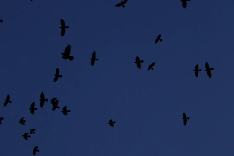 several different birds flying in the blue sky