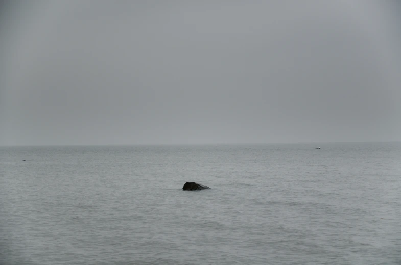 large body of water with a lone sea animal on it