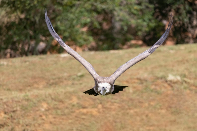 the eagle is flying low over a grassy field