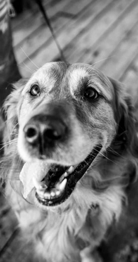 a black and white po of a dog that is looking up