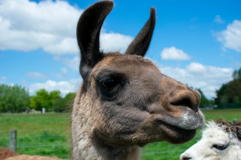 an image of a llama and a donkey together