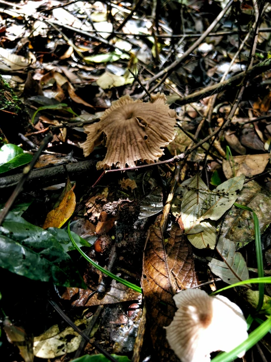 the mushrooms are growing on the forest floor