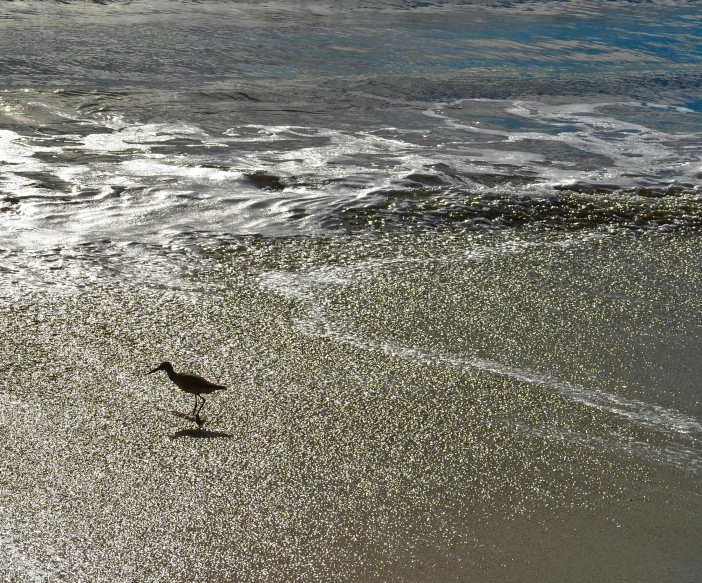 the bird is walking in the water at the beach