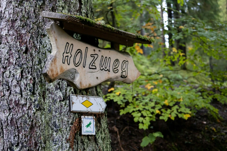 this wooden sign says holsness hangs on a tree in the woods