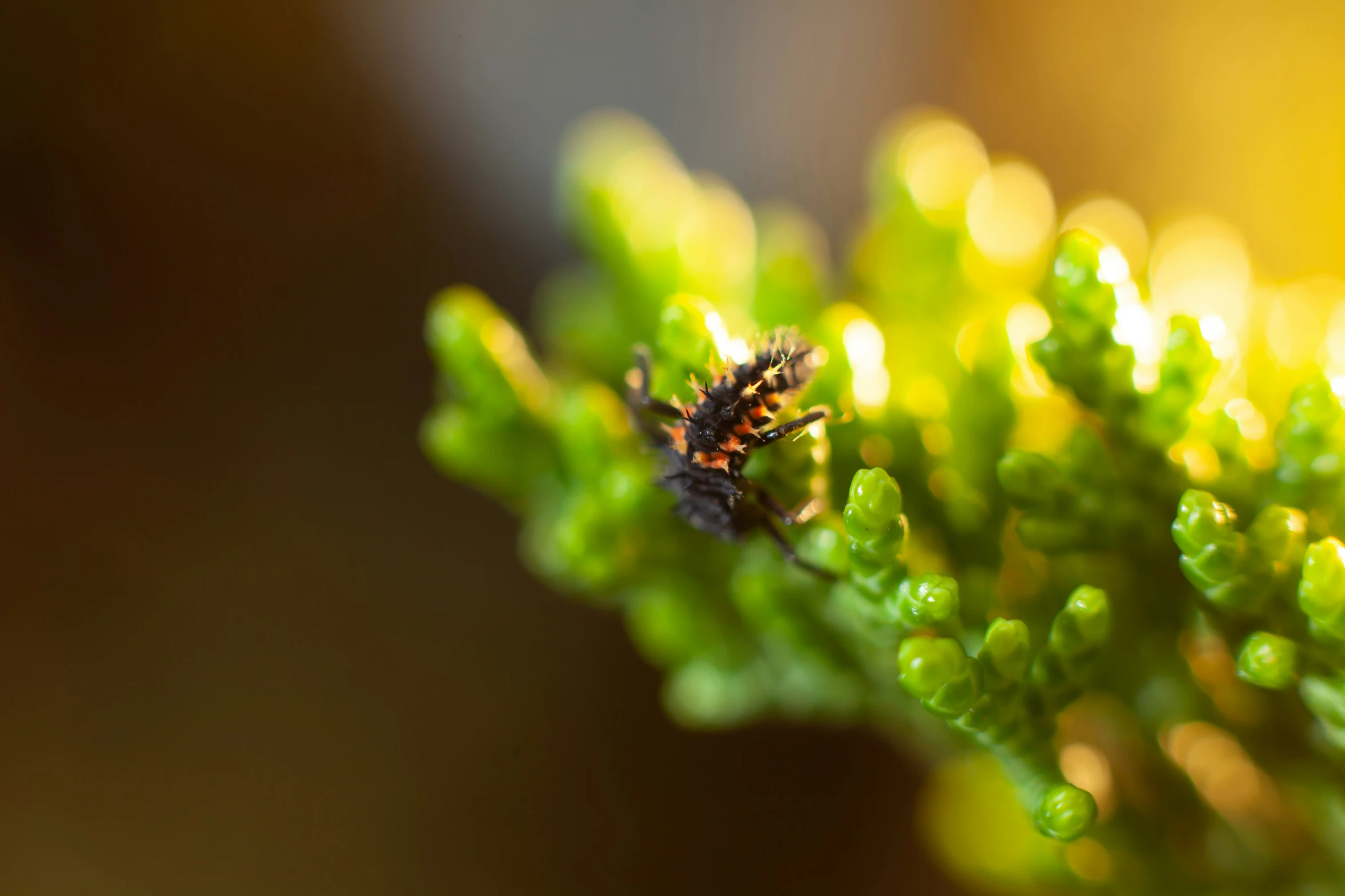 the image shows green plant with a brown and black bug on it