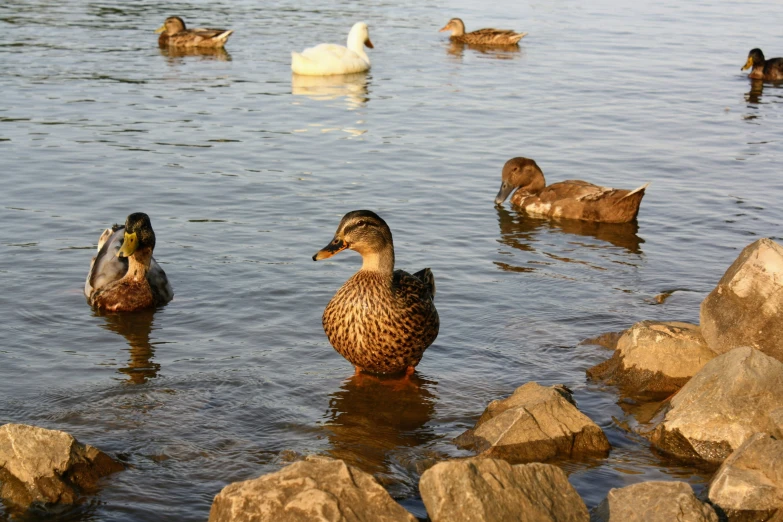 five ducks and five ducks swimming on a pond