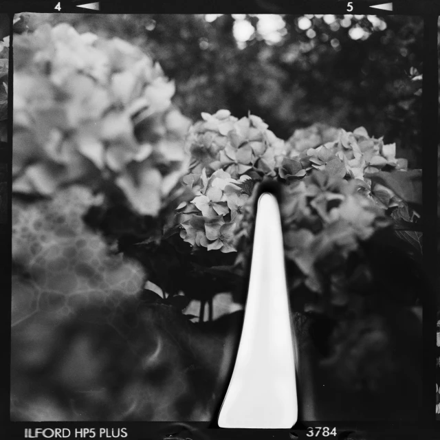 an old picture of a flower vase sitting in a field