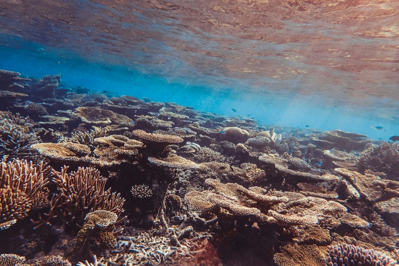 a large group of corals in shallow water