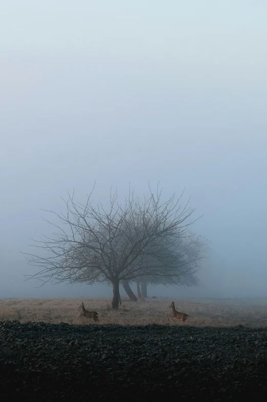 four deers standing around in a foggy area