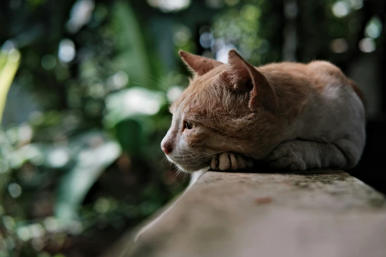 an orange and white cat laying on the top of a rock