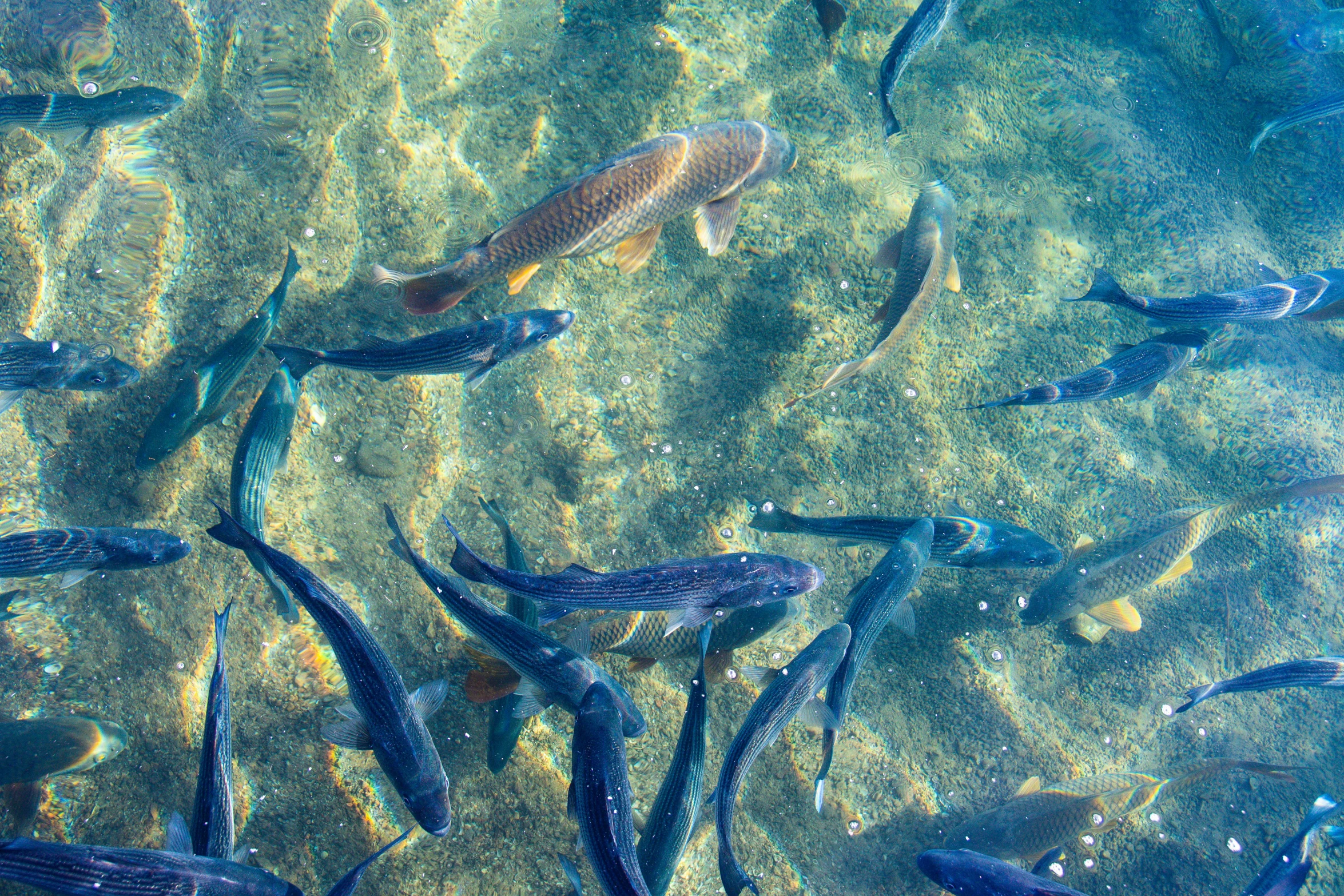 fish swimming together in the water at a lake