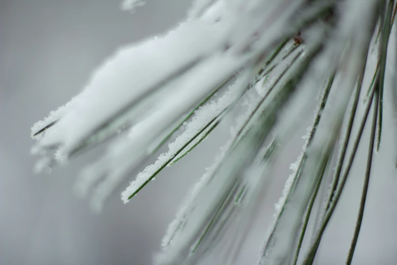 the snow is hanging on the nch of the tree