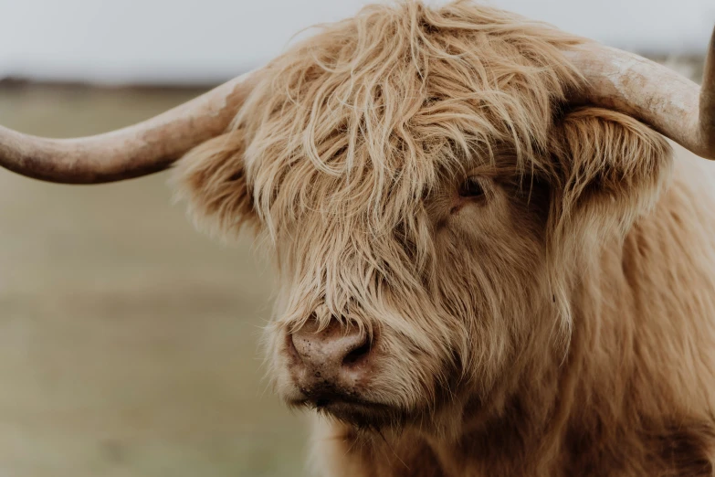 an animal with horns standing on a dry grass field