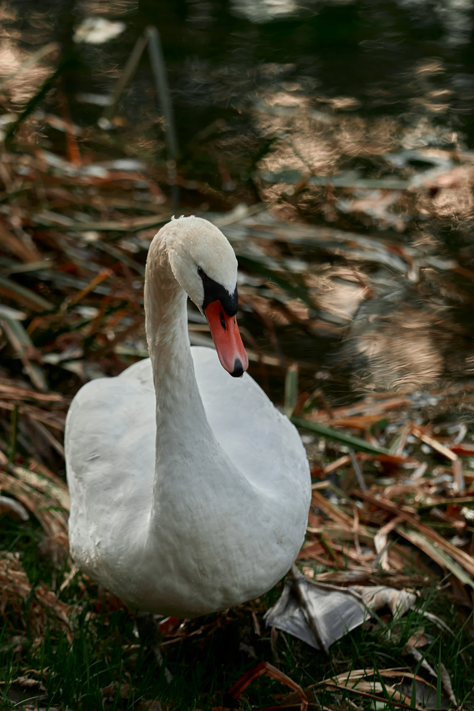 a swan is standing on the grass near a lake