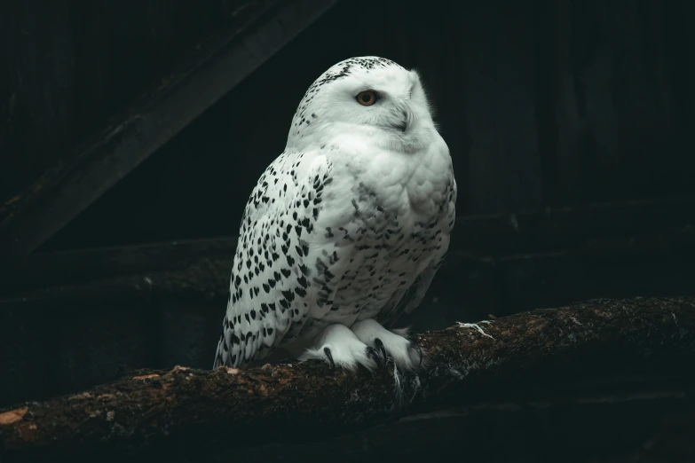 white owl perched on log in dark place