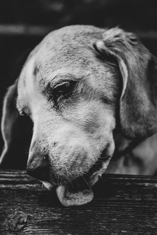 black and white image of a dog sticking its head out of the open window