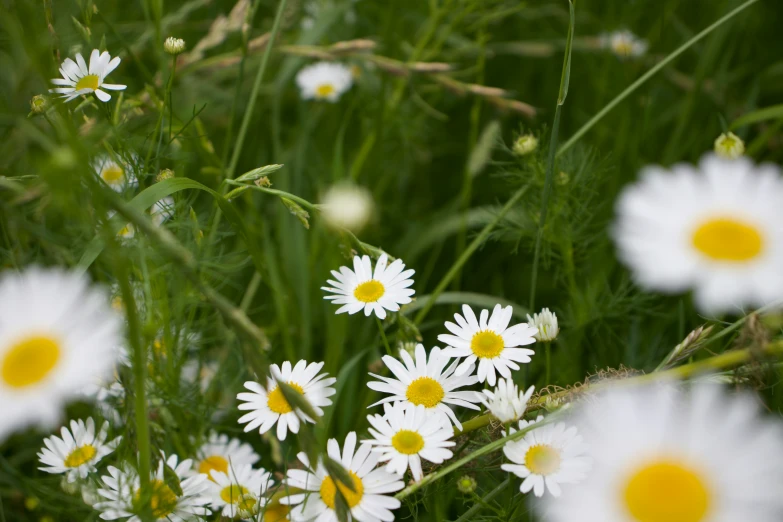 many white flowers are in the green grass