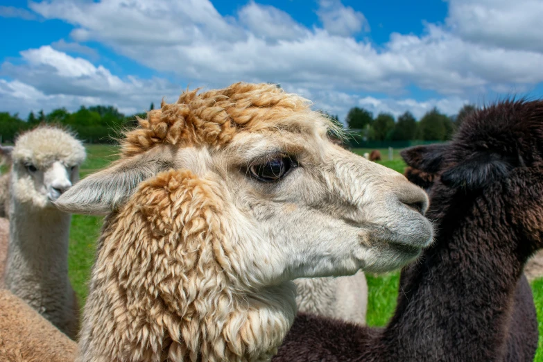 two lamas and a llama face to face, with a blue sky in the background