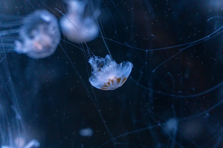 jellyfish are swimming and floating in the water