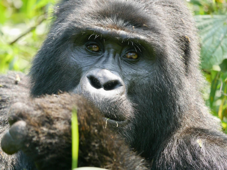 a close up of a gorilla holding soing in his hand