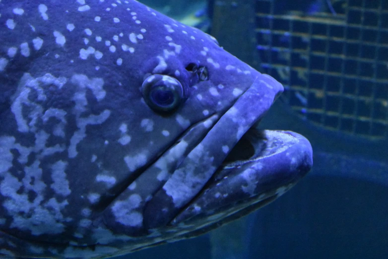 large blue fish with black and white spots in water
