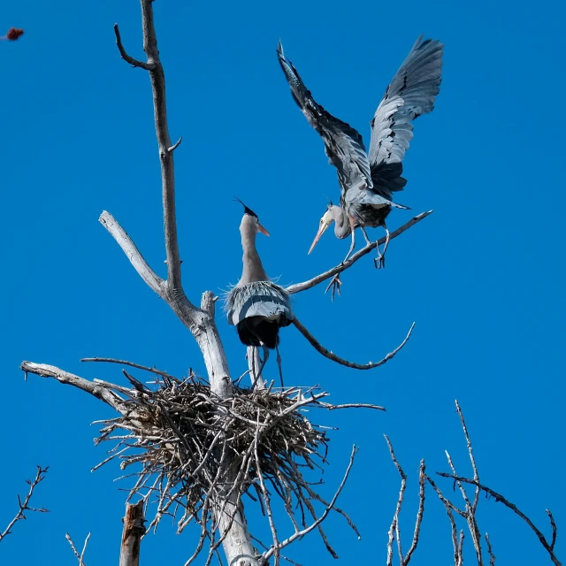 two birds flying over a bird nest on top of a tree