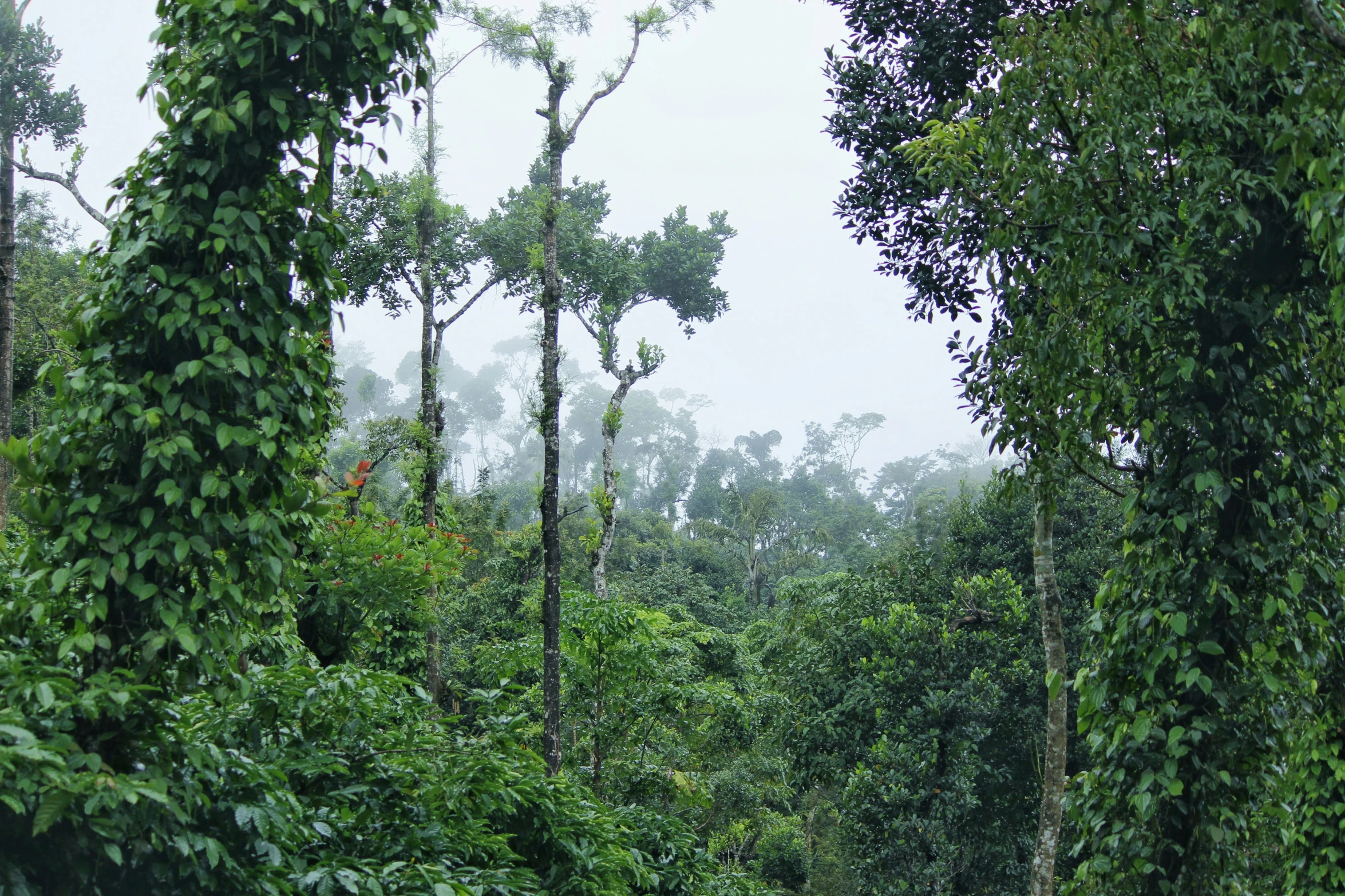 an animal in a wooded area in the middle of trees