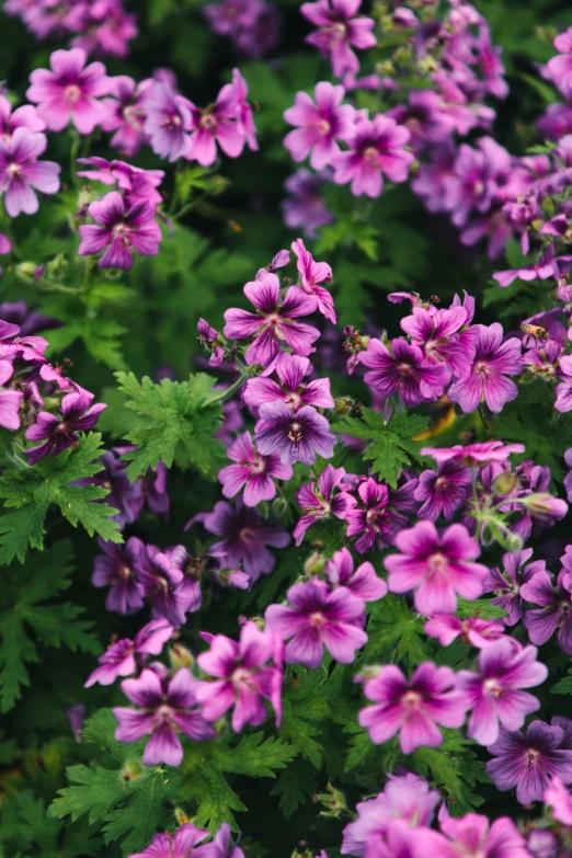 a lot of flowers are blooming outside in the day