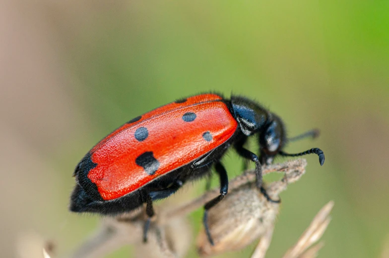 a lady bug sitting on top of a plant