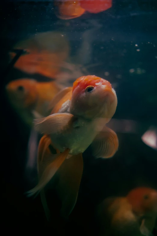 several goldfish swimming in an aquarium full of water