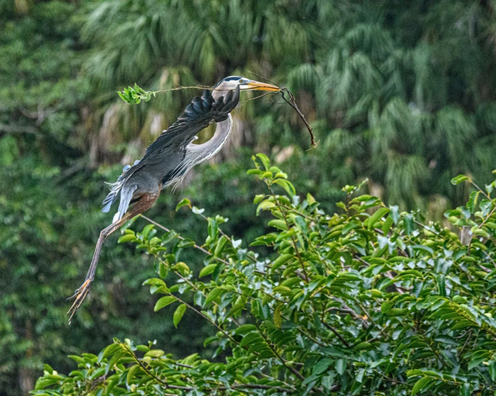 a bird is flying through the air over a forest