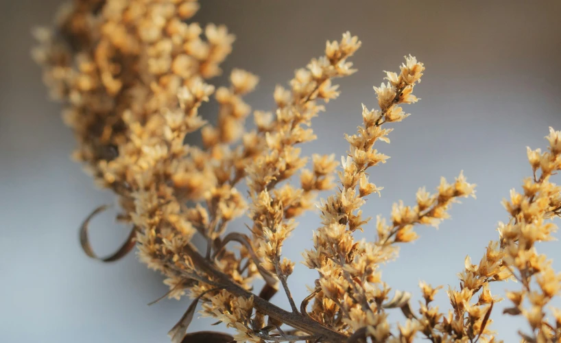 a close - up of a plant with some yellow flowers