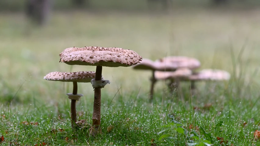 three mushrooms growing on the ground in a grassy area