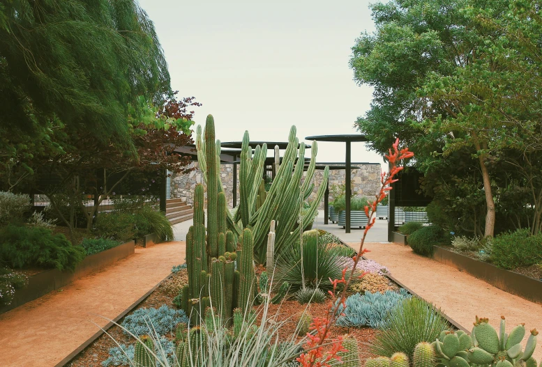 the desert garden has lots of different plants and plants