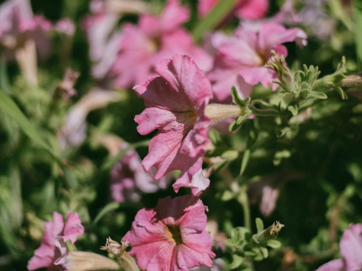 a close up of pink flowers in a garden