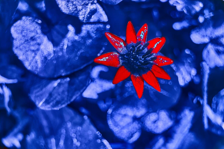 a single red flower is in the middle of blue flowers