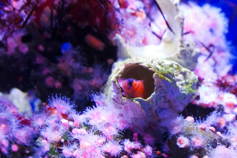 a coral under water surrounded by red and pink coral