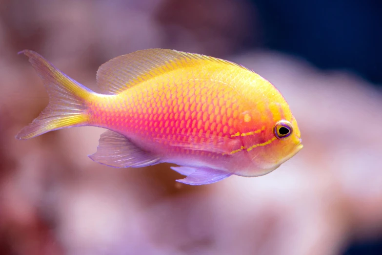 a close up view of a bright yellow and orange fish in a sea life tank