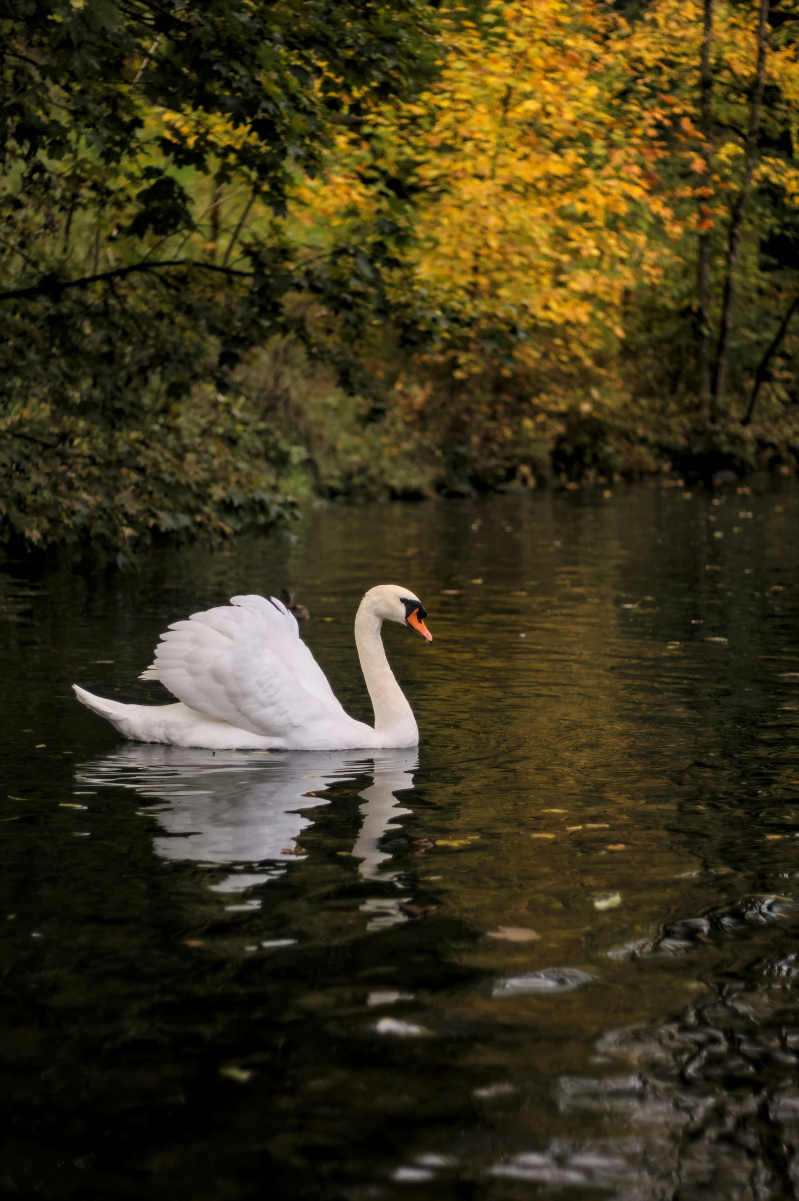 a swan floating on top of water surrounded by trees