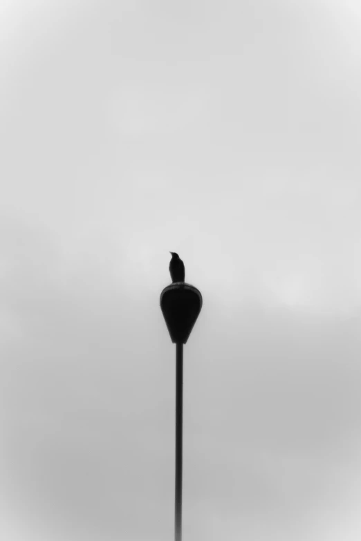 a bird sitting on top of a light pole