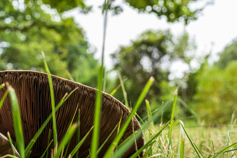 a close up view of a mushroom sitting in the grass